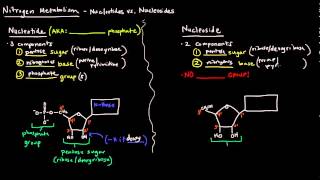 Nucleotides vs Nucleosides [upl. by Kinzer219]