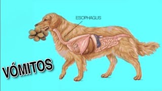 CAUSAS DE VOMITOS EN PERROS 🤮 [upl. by Aniz133]