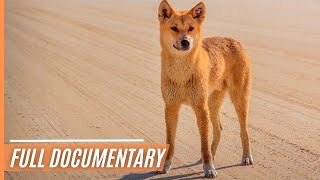 A Unique Insights into Australias Top Land Predator  The Dingo  Full Documentary [upl. by Steinke457]