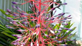 Bromeliad  Portea petropolitana  Top 10 Bromeliads HD 07 [upl. by Aerdied]