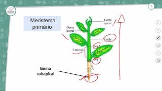 61  MORFOLOGIA DAS ANGIOSPERMAS  I  BIOLOGIA  2º ANO EM  AULA 612024 [upl. by Enaffit]