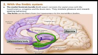 DIENCEPHALONHYPOTHALAMUS EPITHALAMUS SUBTHALAMUS 3rd VENTRICLE [upl. by Thurlow]