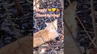 Please remember the homeless this season animals feralcat [upl. by Ainaznat407]