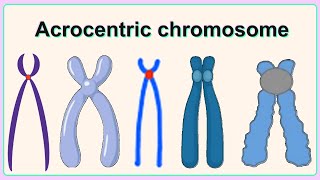 acrocentric chromosome [upl. by Ardnnaed]