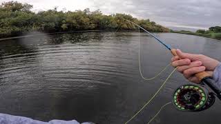 Fly Fishing the Lower Salt River  First time filming wGoPro [upl. by Oletta]