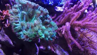 Grubes Gorgonian by ORA [upl. by Ihcalam]