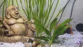 African Dwarf Frog Care [upl. by Nehr]