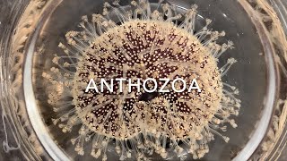 Cnidaria Anthozoa [upl. by Lyrahs750]