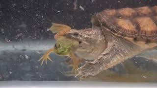 One Eyed Bullfrog Enters Snapping Turtles Stomach  live feeding [upl. by Brick924]