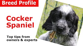 Cocker Spaniel Dog Breed Guide [upl. by Atlanta687]