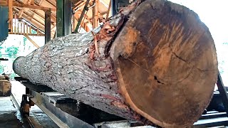 Unexpected long sawing of Acacia Tree  HIGHLIGHT Wood sawmill [upl. by Trik]