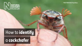 How to identify a cockchafer May bug  Natural History Museum [upl. by Maximilien33]