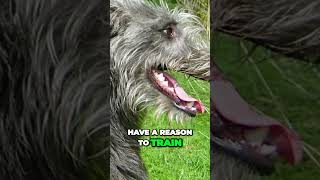 Scottish Deerhound  The Definition of Gentle Giant [upl. by Sampson880]