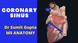 CORONARY SINUS OF HEART [upl. by Faber724]