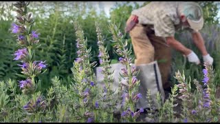 How to Grow and Harvest Hyssop with Michael Pilarski quotSkeeterquot [upl. by Emma]