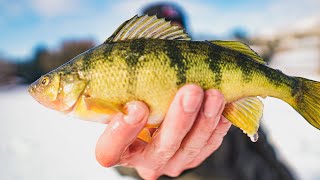 Ice Fishing Kelowna MULTISPECIES on Shannon Lake [upl. by Clint]