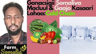 Ganacsigii Somaliya Macluul iyo Gaajo Kasaari lahaaCold Chain [upl. by Phelgon]