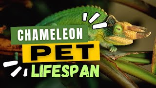 How Long Do Chameleons Live As A Pet [upl. by Checani]