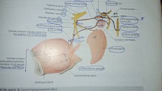 Chorda tympani nerveanatomy  grays anatomy  neet mds  aiims pg  neetmds2021neetpg [upl. by Poulter]