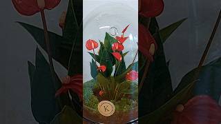 Anthurium in terrarium [upl. by Yssej]