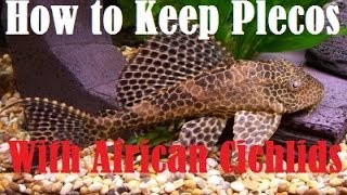 How to Keep Plecostomus With African Cichlids [upl. by Hildagarde157]