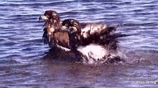 Juvenile eagles enjoy a bath in the Mississippi River 密西西比河 2024 11 08 [upl. by Norine]