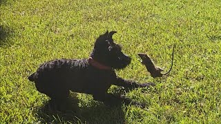 Giant Schnauzer Pup vs BIG RAT  3rd Attempt Ratting [upl. by Denten]