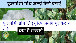 phool gobhi ki growth teji se kaise badhaye l फूलगोभी बढ़ाने स्प्रे नंबर 1 दवा [upl. by Eidoow]