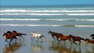 CAVALLI IN LIBERTAHORSES FOR FREEDOM Relaxing video in HD [upl. by Tarrah663]