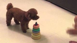 POODLE PERFORMING AMAZING DOG TRICKS  Cookies debut [upl. by Rab868]