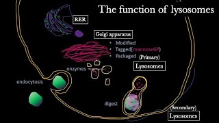 Lysosomes structure and function 【USMLE  Biochemistry】 [upl. by Reagen]