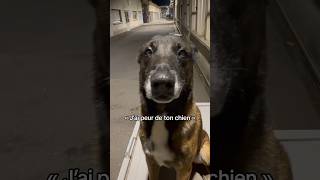 Et toi t’as quoi comme chien  🐕 chien malinois nino humour [upl. by Nanah]