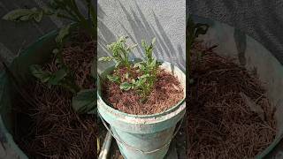 Potato plants 10 day later😍 indianfarmer phoolpatte gardening indianterracegardening viralshort [upl. by Eeimaj201]