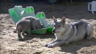 Chiots chiensloups tchécoslovaques âgés de 43 jours Portée Heaven amp Ioric 14 02 2017 [upl. by Eelsel627]