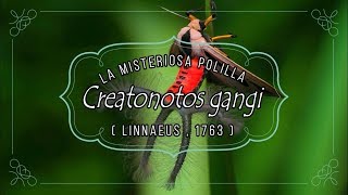 LA MISTERIOSA POLILLA Creatonotos gangi Linnaeus 1763 [upl. by Enahs859]