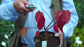 Cornus dogwood pruning [upl. by Dinin]