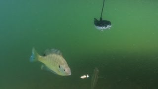 Underwater Camera Massive Bluegills [upl. by Seuqcaj]