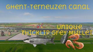 Ghent Terneuzen Canal Unique Thicklip Grey Mullet [upl. by Htebezile]