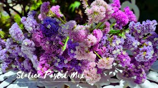 Limonium Sinuatum Statice Flowers Perfect for flower vase amp DIY projects [upl. by Alyakem]