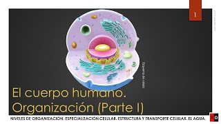 Organización del cuerpo humano Parte 1 [upl. by Jenifer]