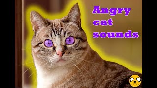 Angry cat sounds [upl. by Anais]