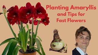 How to Plant Amaryllis Bulbs  Tips for Faster Flowering [upl. by Maitland]