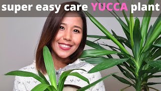 Tips for easy care Yucca plant  How to propagate Yucca plant [upl. by Yelsnik]