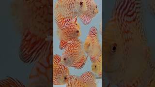 Curipera Discus Fish  Turquoise Discus Fish  Forteen Band Discus Fish  Map Discus Fish [upl. by Hsitirb]