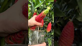 This Plant Will Transform Your Hair 😱 shortsvideo [upl. by Nivert]