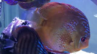 Welcome Murray the Moray freshwater tiger moray eel [upl. by Ajroj]