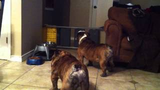 English Bulldogs Barking [upl. by Odilia]