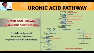 Uronic acid pathway  Biochemistry [upl. by Ybot]