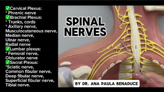 Spinal Nerves Plexus Trunks Cords and Nerves of Upper and Lower Limb  Flat Model [upl. by Matejka]