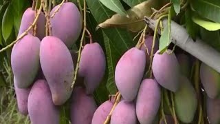 Chinas biggest mango producing region embraces bumper harvest [upl. by Aivital147]